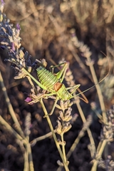 Steropleurus andalusius