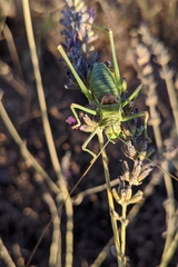Steropleurus andalusius
