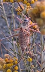 Steropleurus andalusius