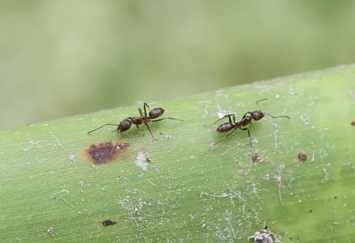 photo of Argentine Ant (Linepithema humile)