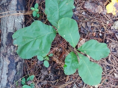 Quercus