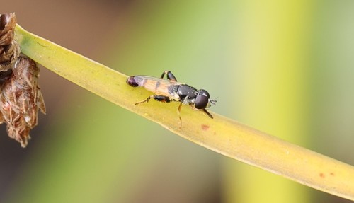 photo of Peg-legged Compost Fly (Syritta flaviventris)
