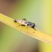 photo of Peg-legged Compost Fly (Syritta flaviventris)