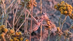 Steropleurus andalusius