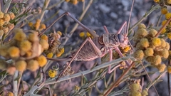 Steropleurus andalusius