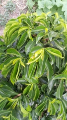 Cestrum laevigatum