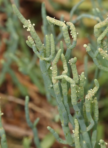 photo of Pacific Glasswort (Salicornia pacifica)