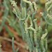 photo of Pacific Glasswort (Salicornia pacifica)