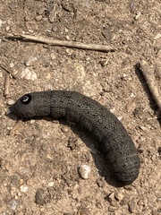 Proserpinus flavofasciata