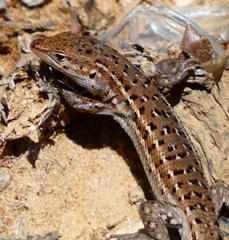 Psammodromus occidentalis