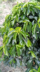Cestrum laevigatum