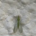 photo of Carnea-group Green Lacewings (Chrysoperla carnea)