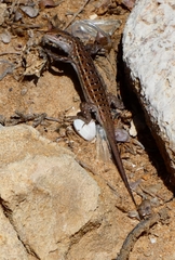 Psammodromus occidentalis
