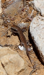 Psammodromus occidentalis