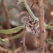 photo of (Plataea californiaria)