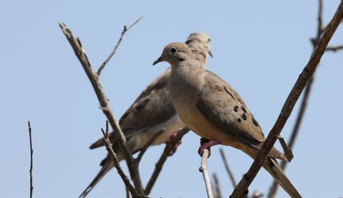 photo of Mourning Dove (Zenaida macroura)