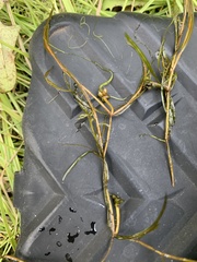 Potamogeton foliosus