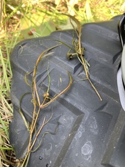 Potamogeton foliosus