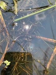 Potamogeton foliosus