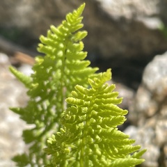 Athyrium distentifolium