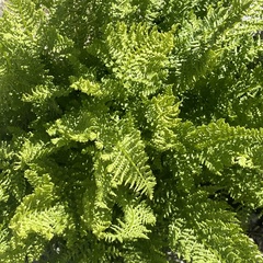 Athyrium distentifolium