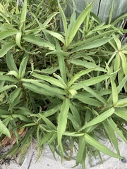 Hygrophila