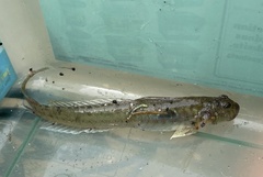 Gobionellus oceanicus