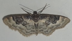 Idaea rusticata