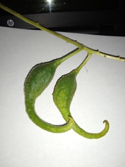 Proboscidea louisianica