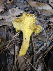 Cantharellus tabernensis