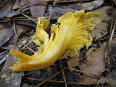 Cantharellus tabernensis