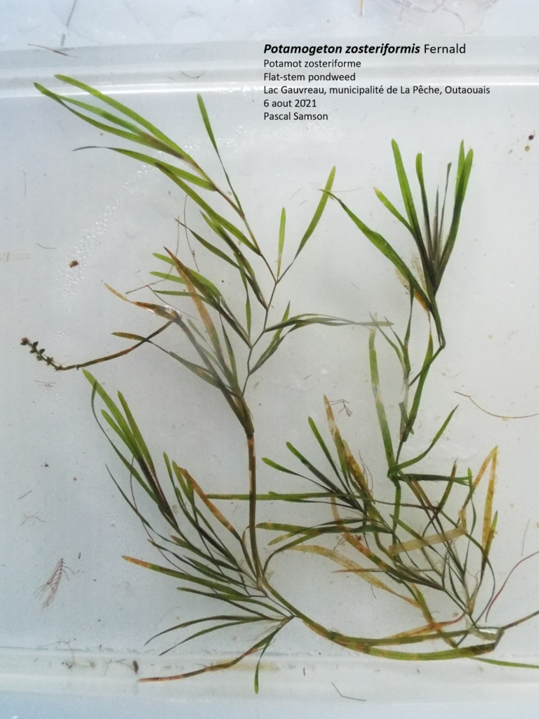 eelgrass pondweed (Rare Plants of Newfoundland) · iNaturalist