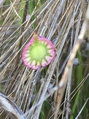 Thysanocarpus radians