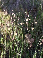 Thysanocarpus radians