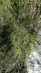 Scandia geniculata
