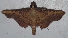 Endotricha flammealis