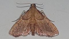 Endotricha flammealis
