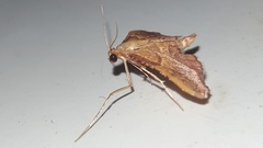 Endotricha flammealis