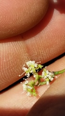 Scandia geniculata