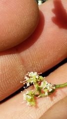 Scandia geniculata
