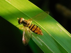 Toxomerus floralis