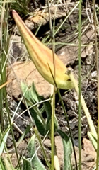 Xysmalobium