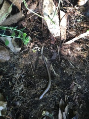 Scincella vandenburghi