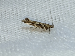 Aristotelia fungivorella