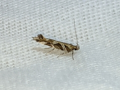 Aristotelia fungivorella
