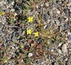 Camissonia strigulosa