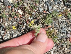 Camissonia strigulosa