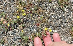 Camissonia strigulosa