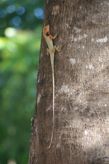 Calotes versicolor