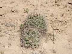 Coryphantha robustispina uncinata